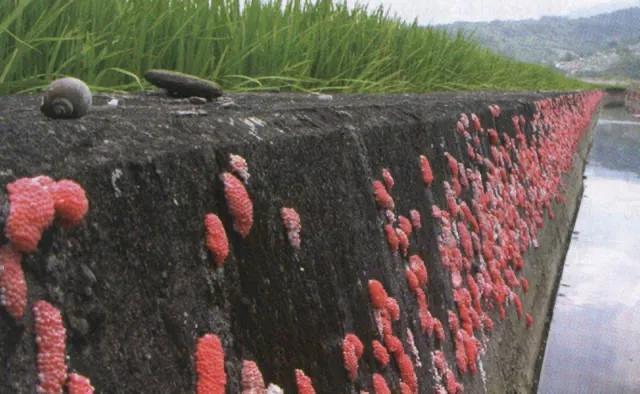 福寿螺到底能不能吃，福寿螺可以吃吗（福寿螺到底能不能吃）