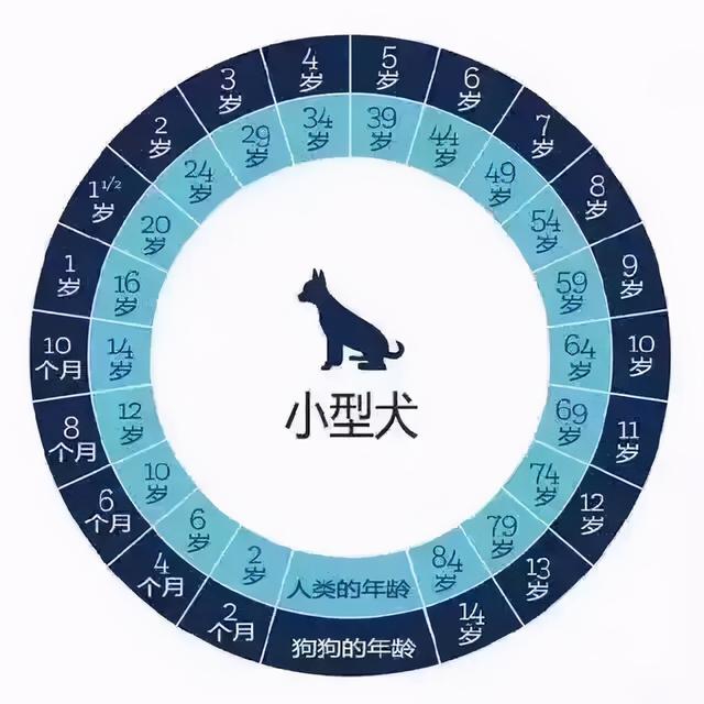 狗多大年龄2021，狗狗的年龄有多大（宠主一定要好好珍惜自家狗）
