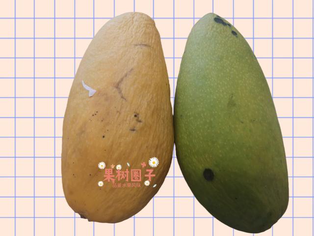 芒果共有几个品种哪个最好吃，芒果集中上市“忙着降价”