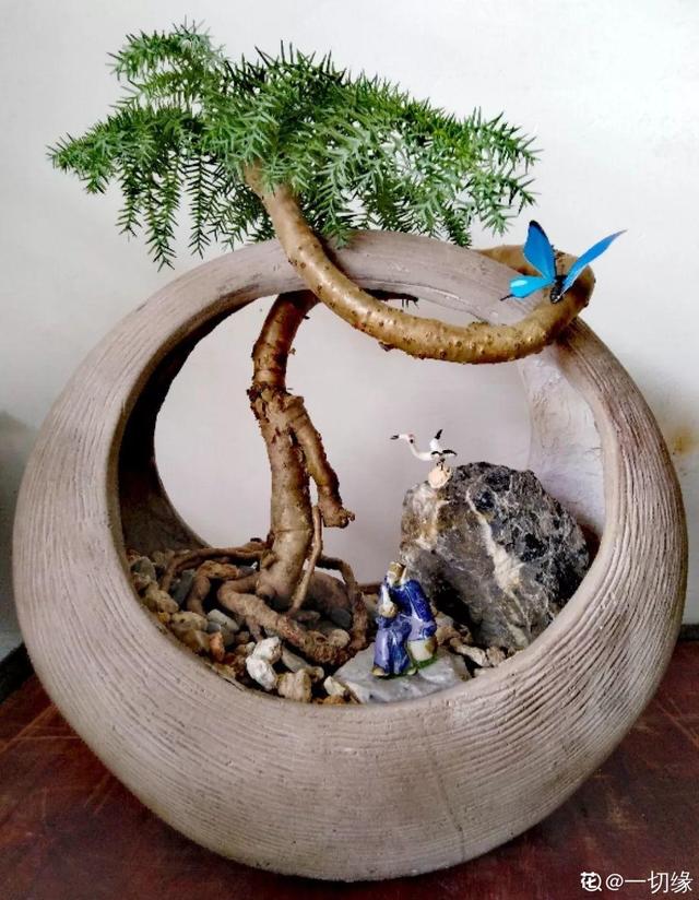 枸杞根的功效与作用，枸杞根的作用与功效（明年呼呼长成小盆栽）