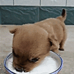 狗狗不能吃的东西，狗狗什么东西不能吃的（被兽医列入“黑名单”的7种食物）