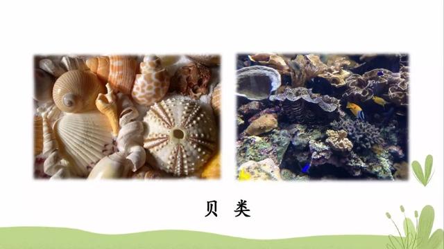 海底有哪些丰富的物产，海底有哪些丰富的物产和特征（部编版三年级下册第23课《海底世界》图文讲解）
