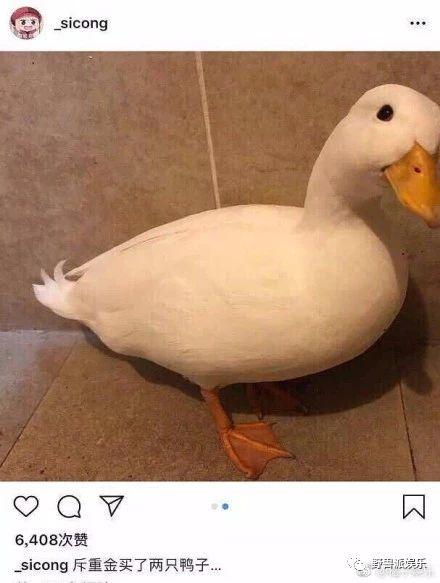 王思聪的鸭子是什么鸭，柯尔鸭幼崽多少钱一只（王思聪把买来的宠物鸭子煮了）