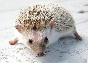 最牛网名独一无二，独一无二的网名440个（罕见的稀有宠物名字独一无二-可爱点）