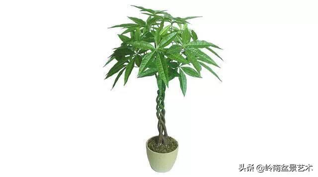属猪女种什么植物旺财，属猪女种什么植物旺财旺运（养什么植物最旺财运）