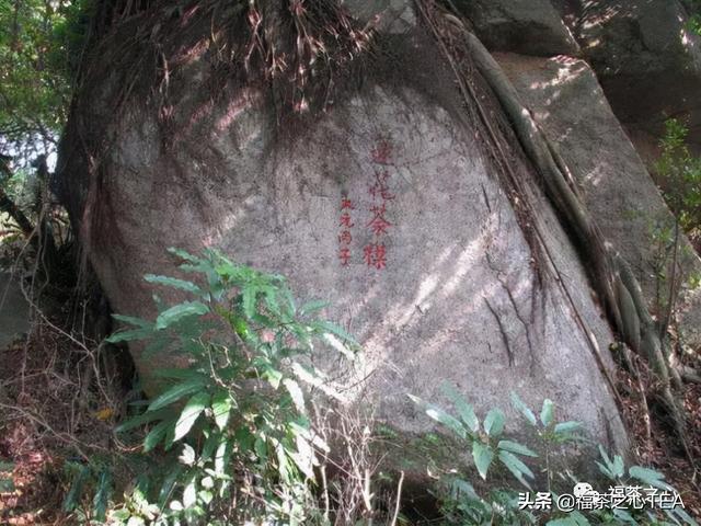 莲花峰茶不适宜哪些人喝，莲花峰茶有什么作用（了解福建全部茶叶看这一篇就够了）