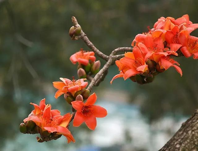 大学毕业送花送什么花，毕业送花应该送什么（又是一年毕业离别季）