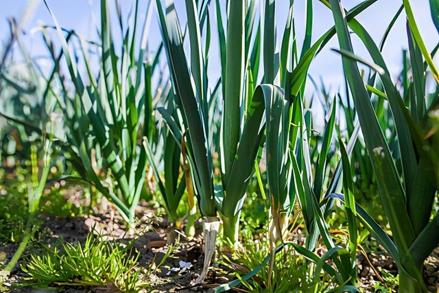 青蒜和蒜苗的区别，蒜台蒜苗青蒜有啥区别（青蒜是大蒜幼苗发育到一定时期的青苗）