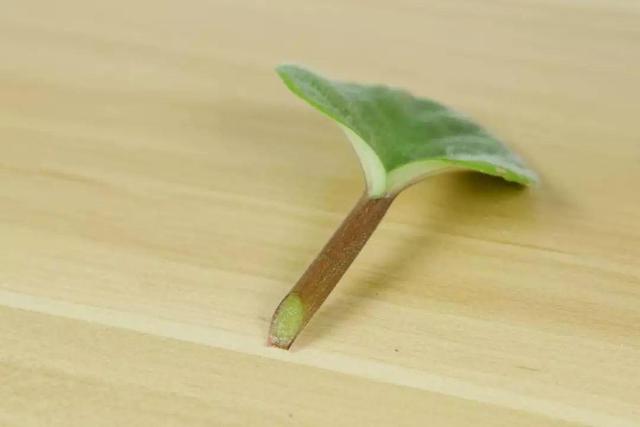 用醋兑水杀蚜虫有用吗，白醋杀蚜虫（浇花的水里加点这种料）