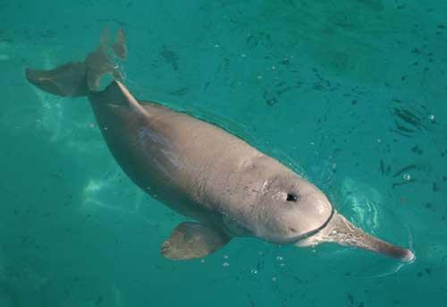 白鳍豚的鳍是白色的吗，白鳍豚是不是（中华白鳍豚）