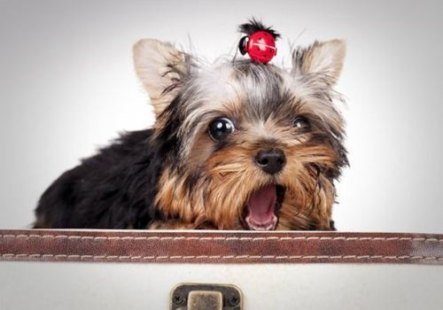 十大适合家养的小型狗，小型宠物狗有哪些（15种适合家庭喂养的小型犬）