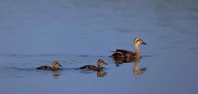 野鸭的种类有哪些，野鸭子有哪几种（TA就是野鸭中最靓的仔）