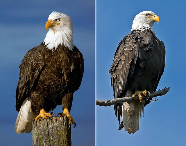 老鹰的眼睛的特点，老鹰的眼睛像什么一样锐利（油画棒色彩练习画雄鹰）