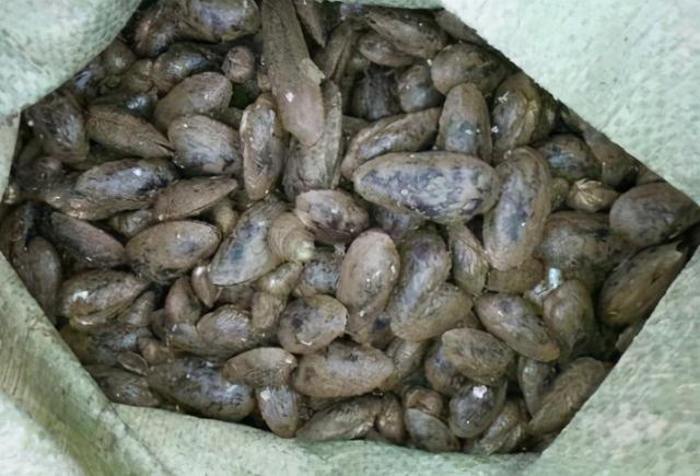 河蚌的营养价值及功效，河蚌和什么煲汤最好（现在30元一斤却很少人养殖）
