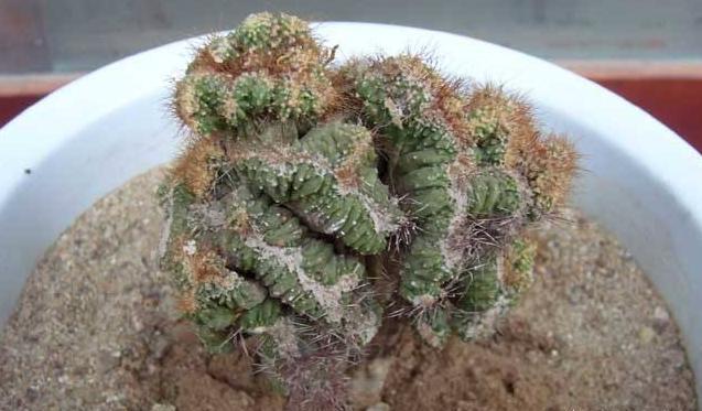 仙人山养殖方法，家里千万不要养仙人山（“仙人山”类仙人掌）