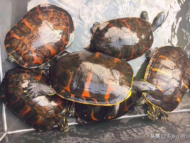 养龟的绿水要怎么培养，养殖户是如何培育绿水的