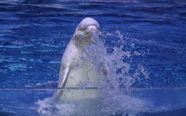 白鲸的特点有哪些，怎么形容白鲸的特点（当你还将白鲸当成没有情感的动物时）