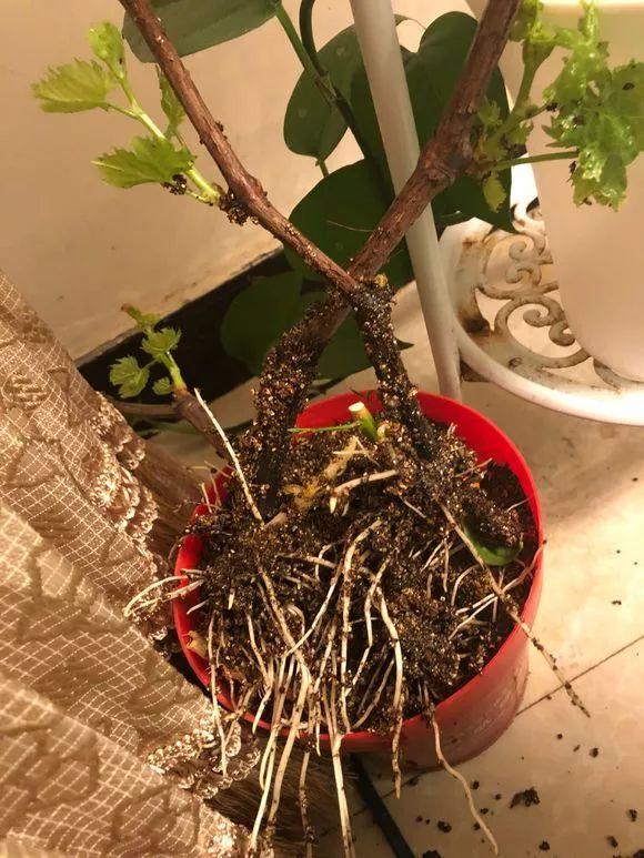 霸王花是火龙果的花吗，昙花、霸王花、火龙果花和令箭荷花的区别（奶奶把一根枝插土里）