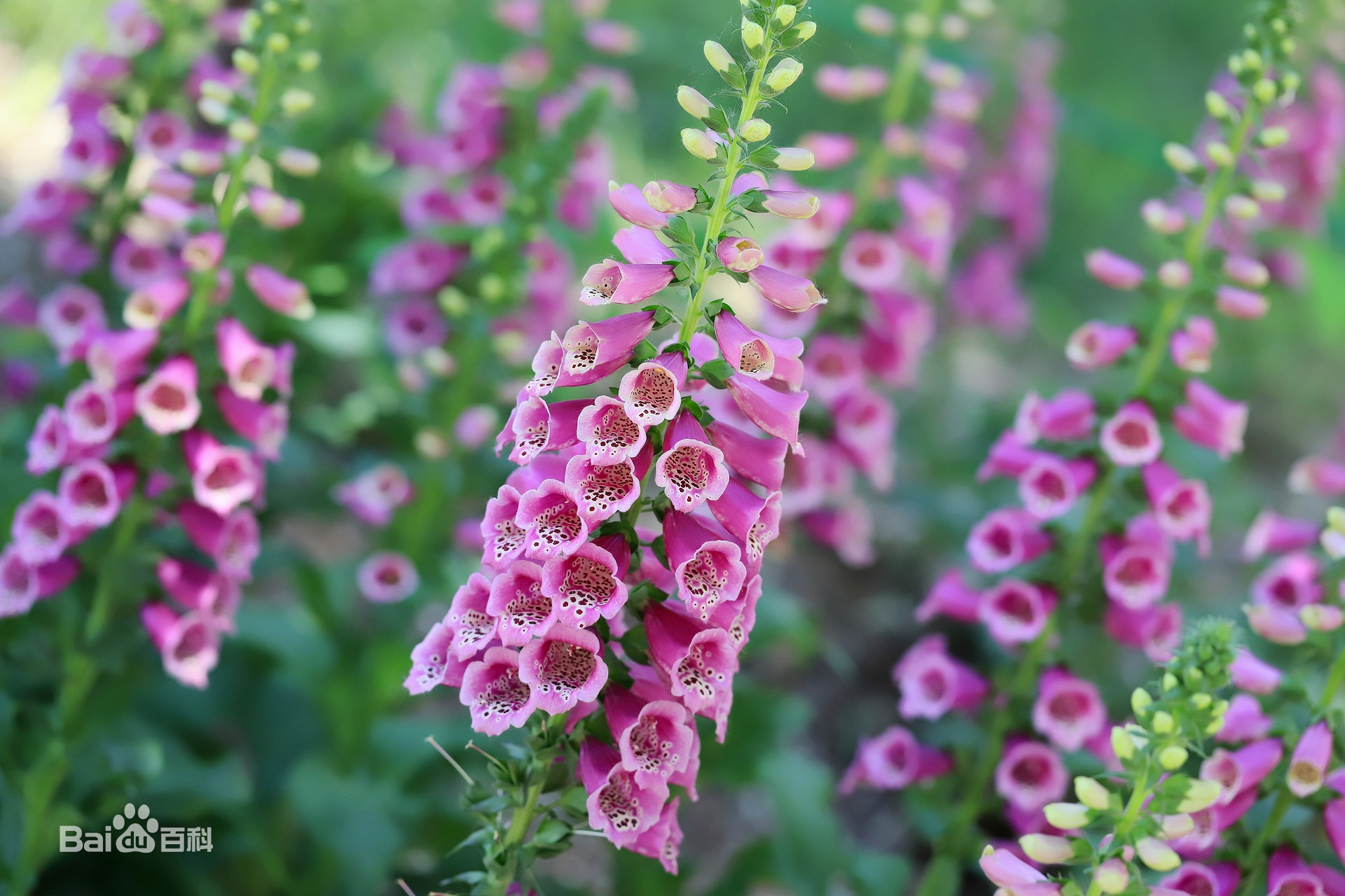 西地兰禁忌症(西地兰推快了多久会死)插图