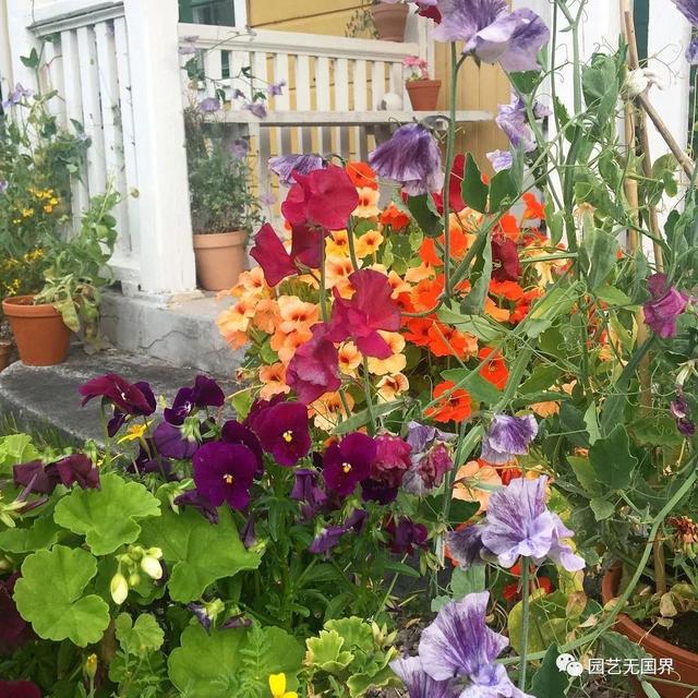 香豌豆的花语是什么，野豌豆的花语（欧洲人心目中的“切花之后”）