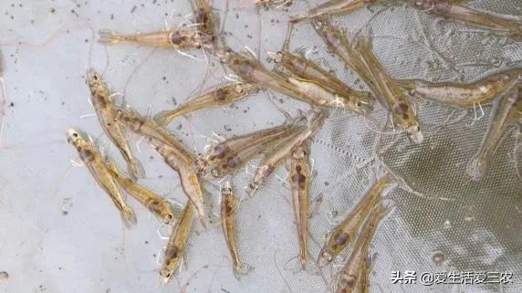 赚钱的项目(正规赚钱游戏app)