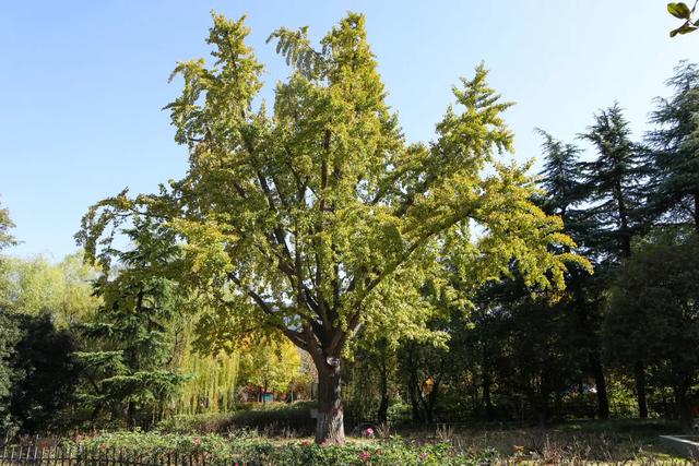 许昌旅游景点有哪些,许昌旅游景点有哪些地方(带你感受专属秋天的浪漫景色) 许昌旅游景点有哪些,许昌旅游景点有哪些地方(带你感受专属秋天的浪漫景色)