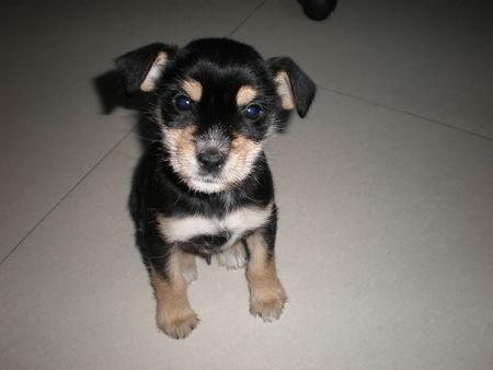 男人梦见被大黑狗咬什么预兆 男人梦见被大黑狗咬好不好，男人梦见被大黑狗咬什么预兆（大黑“旺旺”）