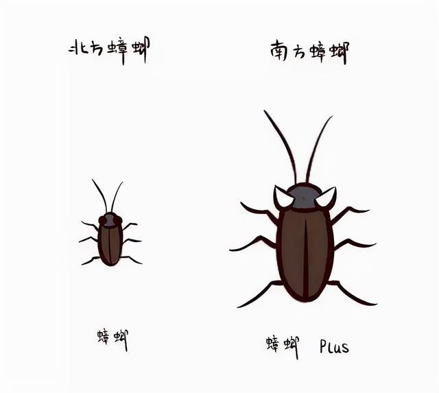 卫生间出现蟑螂的原因（了解了它的“死穴”）