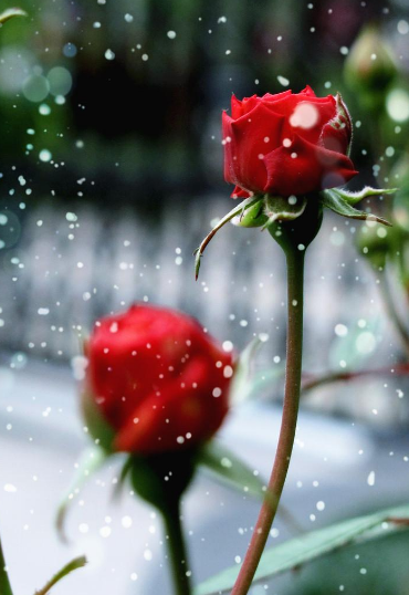 表达爱意的诗词，男子表达爱意的诗词（520告白日）