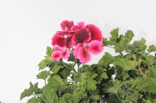 观音莲的花语，观音菩萨与莲花的寓意（守护你的小幸福）