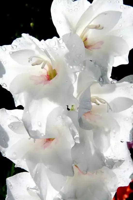 世界上有多少种花，世界上有多少种花?分别是什么（100幅美丽的花儿，赏心悦目）