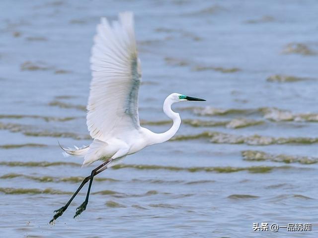 一个东一个鸟怎么读，一个东一个鸟怎么念（见过好多鸟名生僻字）