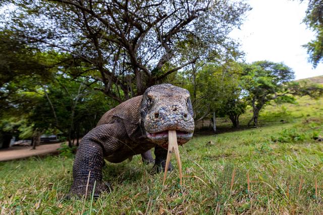 中国有哪些人是蜥蜴人，中国目前最先进的机器人（国宝圆鼻巨蜥“五爪金龙”）