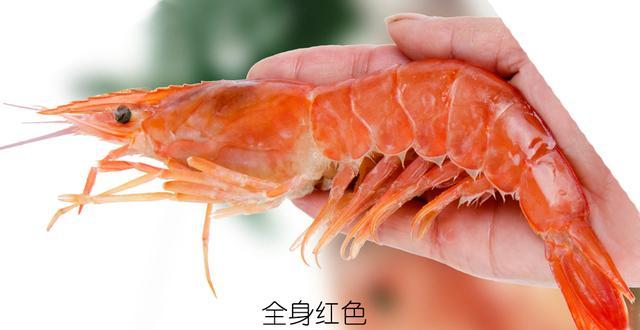 北极甜虾和普通虾的品种区别，如何鉴别对虾、罗氏虾、北极甜虾……一文解决“虾”认识
