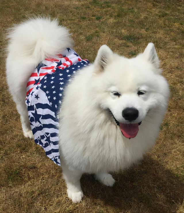 狗种类大全及名称，狗狗品种名称大全（“超可爱”的8种狗）