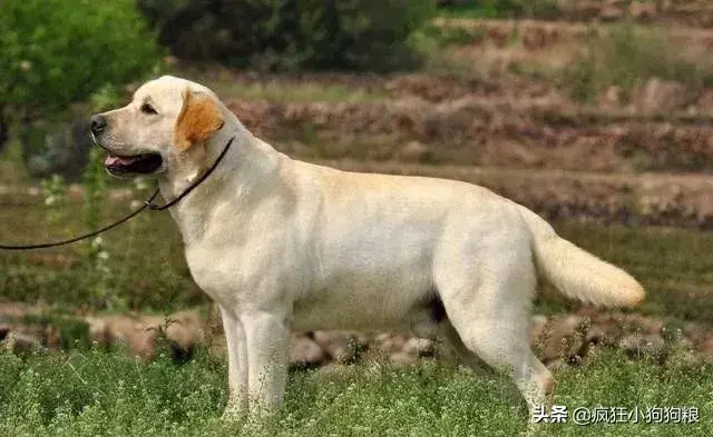 哈士奇智商排名，哈士奇智商在狗界排名多少位（前十和倒数前十）