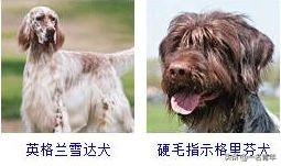 还不知道你家狗狗属于什么体型犬吗？几乎齐全了