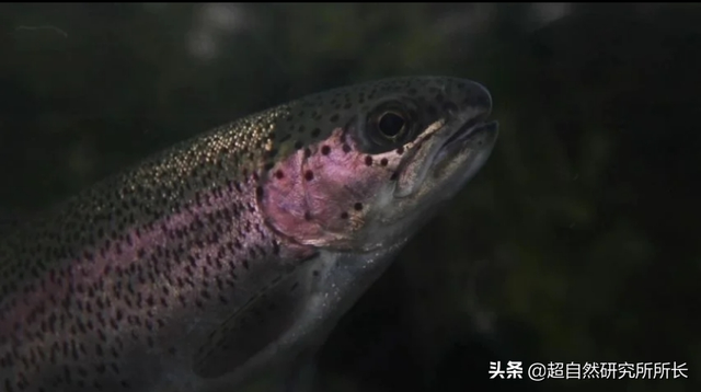 海底最深处的生物，10000米恐怖深海鱼（南极深处真的存在巨大的生物吗）