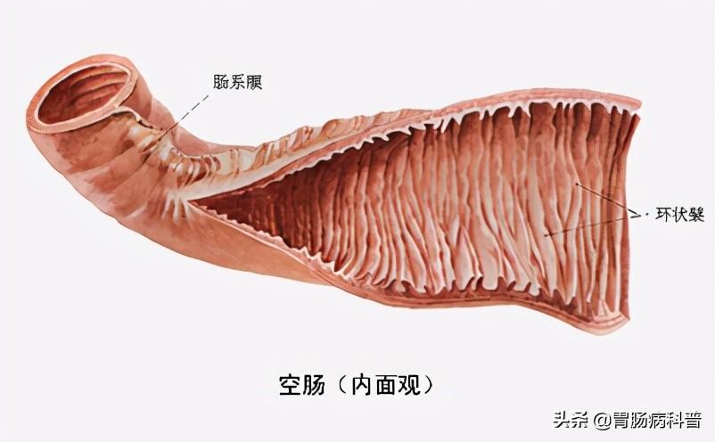 人的肠道有多少米，肠道大概多少米（消化系统解剖图谱+详解）