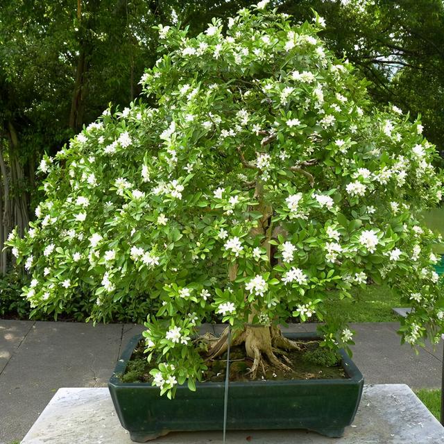 最香的花排名第一名，中国十大最香的花排名（最香的“5种花”）