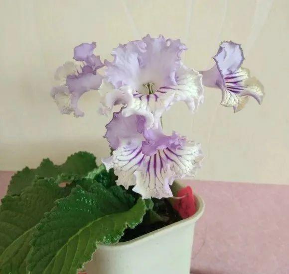 鸟尾花的繁育管理，鸟尾花 花期（30种耐阴花）