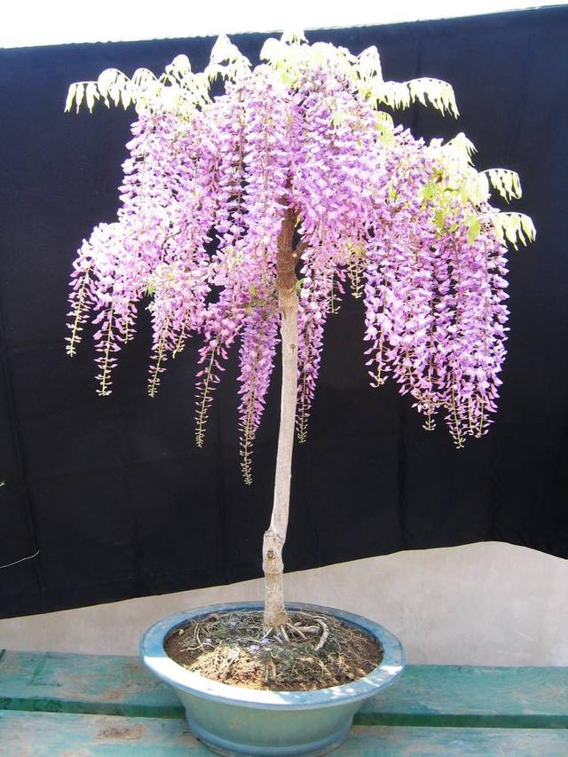 紫藤盆景怎么养，紫藤盆景怎么养护（怎么才能造型好，温馨飘逸）