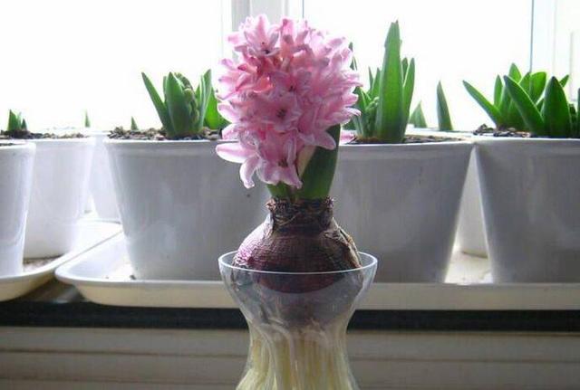 风信子水培怎么养，风信子怎么水养（风信子可以在水中养殖吗）