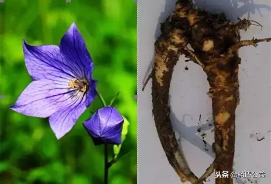 桔梗头像☽ .微信，桔梗头像☽ .（“美味佳药”——桔梗）