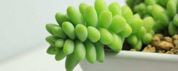 玉缀的养殖方法，玉缀怎么移栽（新玉缀夏天室内怎么养）