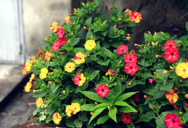 每月什么花开，每月什么花开写一个作文（23种开花植物）