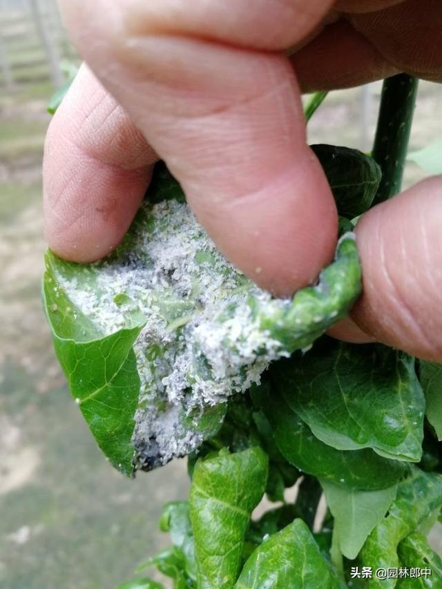 白蜡树种植方法及注意事项，但在种植过程中有几个问题需要特别注意