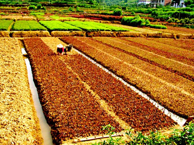 红花继木，红花檵木～娇颜耀芳丛（红花继木）