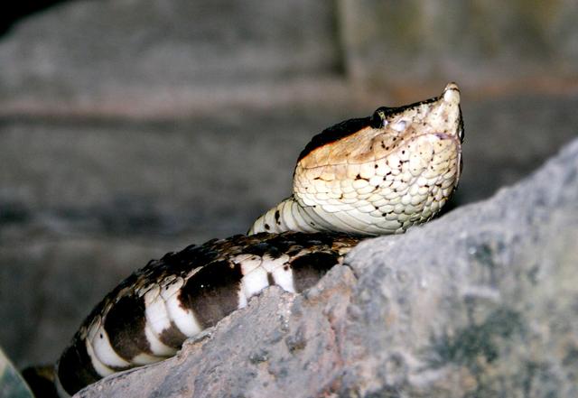 王锦蛇的品种简介，王锦蛇的品种简介和图片（却被称为“百蛇之王”）