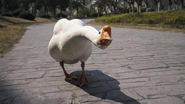 四大仙是什么动物，东北四大仙是什么动物（有什么办法对付它们呢）